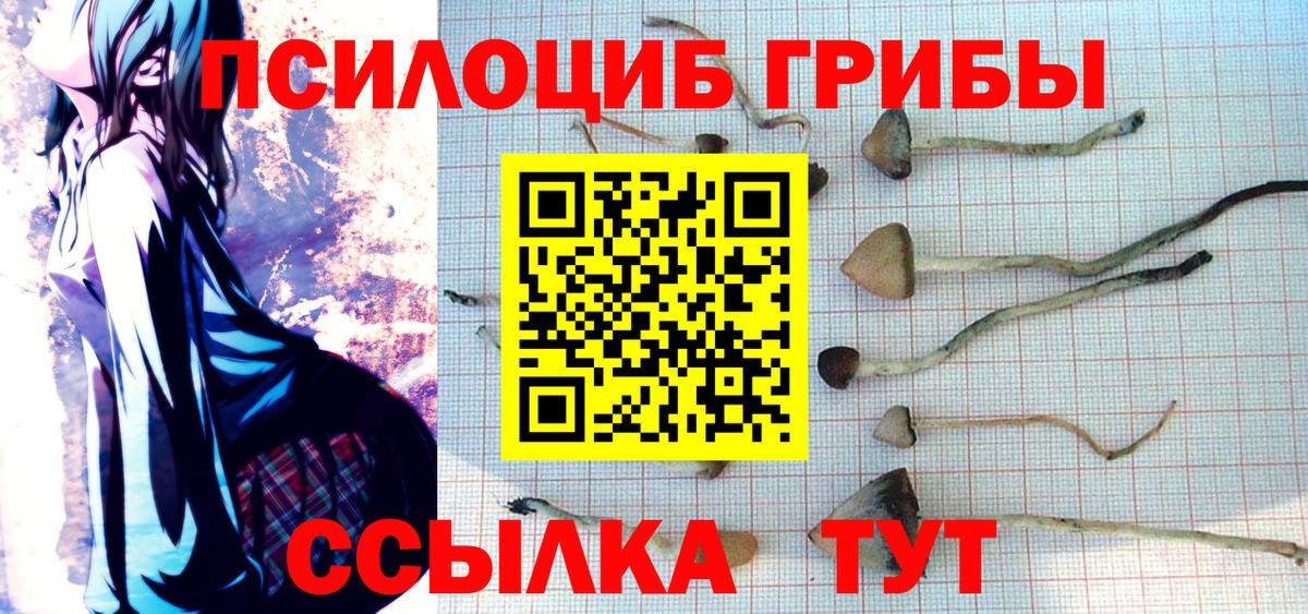 Псилоцибиновые грибы Psilocybine cubensis Майкоп
